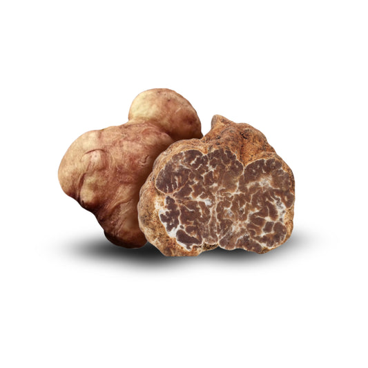 Bianchetto-Trüffel – Tuber borchii